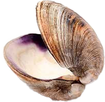 Shells for hair removal